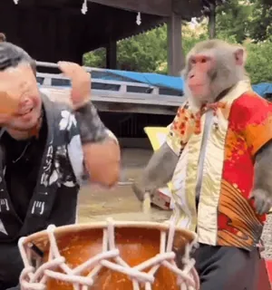 ⚔ macaco, tambor, animal, roupa, apresentação, música telegram sticker
