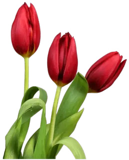 🌷 Tulpen, Blumen, rote Tulpen, Frühling, Natur whatsapp sticker