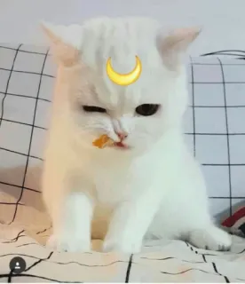 😊 고양이, 새끼 고양이, 달, 이모티콘, 귀여운, 동물, 애완 동물 telegram sticker