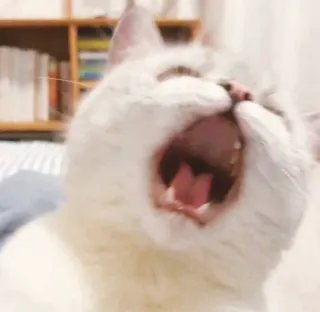 😡 gato, bocejar, gato branco, animal telegram sticker