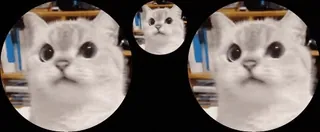 🙀 cat, animal, pet, cute, funny, meme, sticker telegram sticker