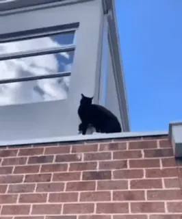 👋 cat, animals, black cat, mammal, feline, roof telegram sticker