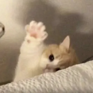 👋 chat, chaton, patte, animal, animal de compagnie, mignon, patte levée telegram sticker