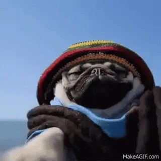🤩 Pug MakeAGIF.com telegram sticker