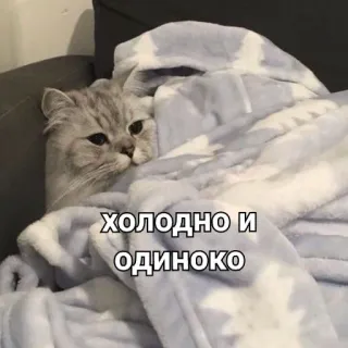 ❄️ ХОЛОДНО И ОДИНОКО แมว, หนาว, เหงา, เศร้า, ผ้าห่ม, น่ารัก, สีเทา whatsapp sticker
