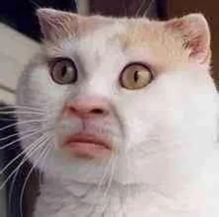 😕 cat, meme, funny, animal, expression, disgusted telegram sticker