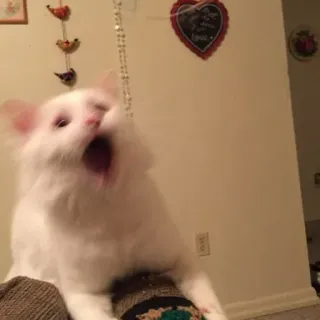 🐾 고양이, 흰색, 하품, 애완 동물, 가정 telegram sticker