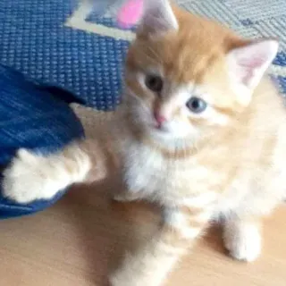 💓 gattino, gatto, animale domestico, animale, carino, gatto domestico telegram sticker