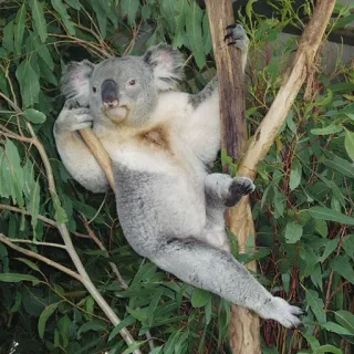 🐨 koala, marsupial, australia, animal, wildlife, eucalyptus, tree telegram sticker