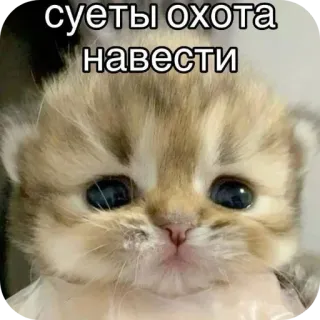 🐱 суеты охота
навести chat, mignon, mème, drôle telegram sticker