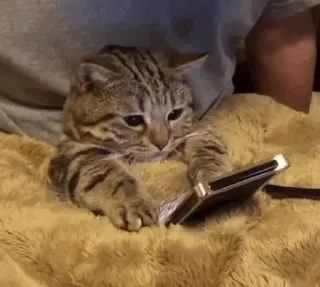 🐈‍⬛️ cat, kitten, phone, animal, cute, pet, domestic telegram sticker
