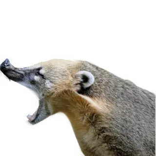 😠 coatí, animal, mamífero, fauna, naturaleza whatsapp sticker