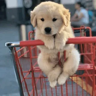 🏙 welpe, hund, süß, golden retriever, einkaufswagen, entzückend whatsapp sticker