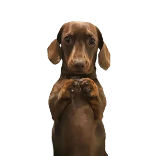 🙏 dog, puppy, cute, animal, dachshund whatsapp sticker