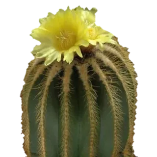 🌼 Kaktus, gelbe Blume, Pflanze, Natur, Sukkulente, Wüstenpflanze telegram sticker