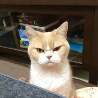 😾 猫, 怒り, ネコ科, ペット, 不機嫌, 動物 telegram sticker