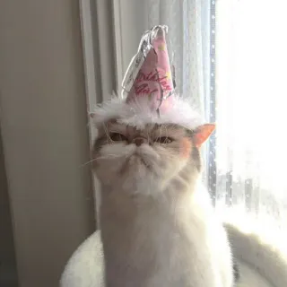 😾 Birthday Girl 猫, 誕生日, 誕生日ガール, ペット, 動物, 帽子, パーティー telegram sticker