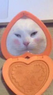 😐 gatto, specchio, trucco, carino, divertente, animale, animale domestico, cosmetici telegram sticker