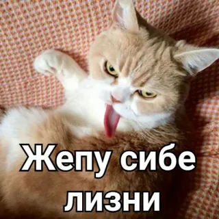 😝 Жепу сибе лизни кот, оскорбительный, русский, текст, животное, язык telegram sticker