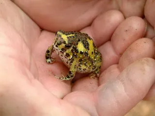 😮 grenouille, animal, amphibien, faune, nature whatsapp sticker