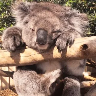 🐨 koala, animal, cute, sleepy, australia, marsupial telegram sticker