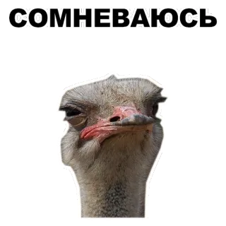 😼 СОМНЕВАЮСЬ autruche, doute, oiseau, animal whatsapp sticker
