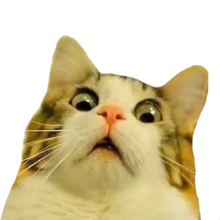 😱 cat, surprised, animal, meme, funny, pet, cute telegram sticker
