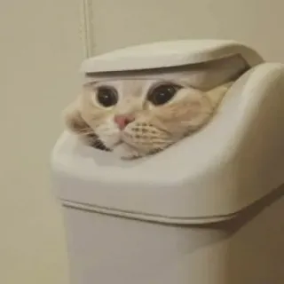 😐 cat, animal, pet, funny, cute, trash, garbage, kitten telegram sticker