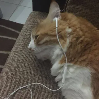 🎧 猫, 耳机, 动物, 宠物, 橙色, 家猫 telegram sticker