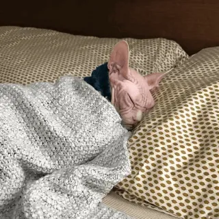 🛏 cat, sleeping, sphynx, blanket, bed, cozy, animal telegram sticker