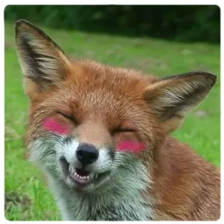 ☺️ fox, animal, cute, kawaii, smiling, nature telegram sticker