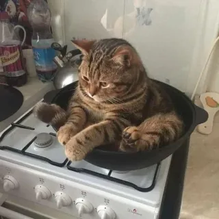 🌟 cat, oven, stove, kitchen, pet telegram sticker
