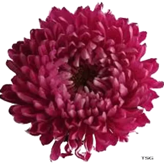 🌸 flor, planta, crisântemo, floral, natureza, florescer telegram sticker