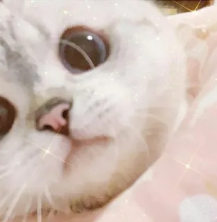 🥺 кот, милый, животное, питомец, белый, блеск telegram sticker