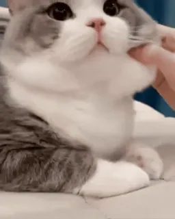 😸Kitten 2 گوربه😸 @SharedNewFolder whatsapp stickers