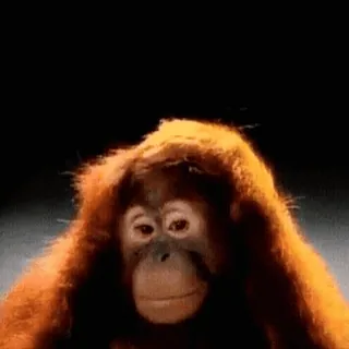 🚫 Orang-Utan, Affe, Tier, Säugetier, Primaten whatsapp sticker
