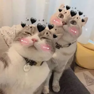 💖 gatti, carino, cuori, animali, animali domestici, kawaii telegram sticker