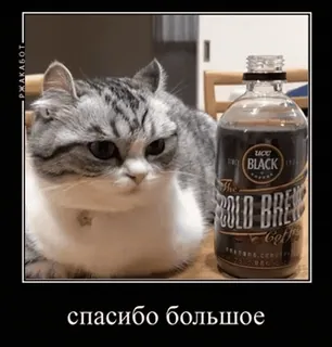 🌟 спасибо большое mèo, cà phê, đồ uống, dễ thương, meme, động vật whatsapp sticker