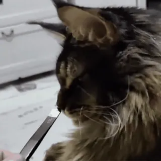 коты и некоты telegram stickers
