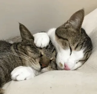 ⚡️ gatos, durmiendo, animales, animales domésticos, mascotas, felino telegram sticker