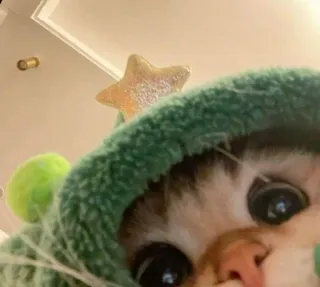 🤩 cat, kitten, pet, animal, cute, hood, star telegram sticker