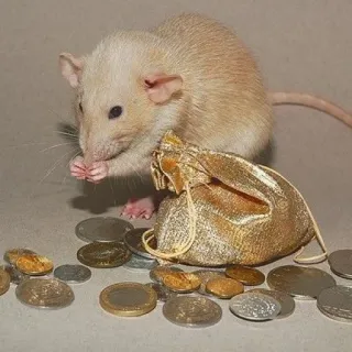 🐭 chuột, chuột máy tính, tiền, tiền xu, vàng, sự giàu có, động vật telegram sticker