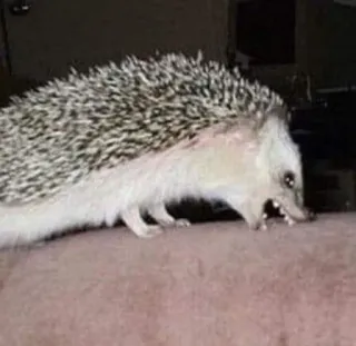 🌟 Tier, Igel, stachelig, Säugetier, Wildtier whatsapp sticker