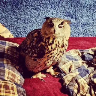 😴 owl, bird, predator, wildlife, nature, bed, plaid telegram sticker