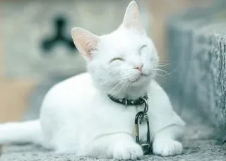 ☺️ cat, white cat, pet, animal, cute, domestic animal telegram sticker
