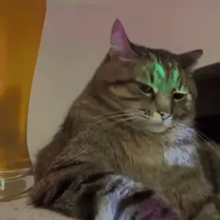 🐾 gato, cerveja, animal, animal de estimação whatsapp sticker