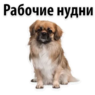 ☺️ Рабочие нудни dog, puppy, text, animal, pet telegram sticker