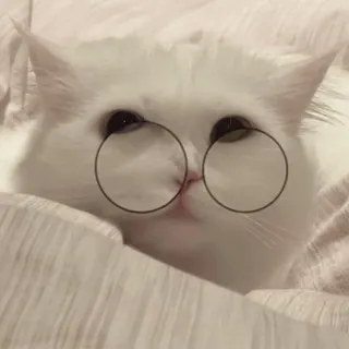 🧐 cat, glasses, white cat, pet, animal, cute, domestic cat telegram sticker