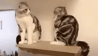 🙂 katten, huisdieren, dieren, huiselijk, katachtigen, zittend, schattig telegram sticker