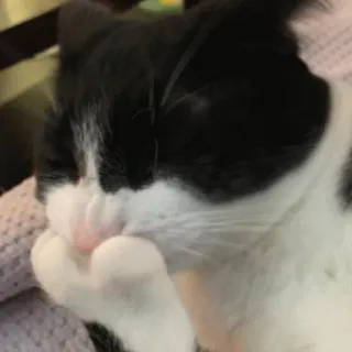 🤔 gato, animal, fofo, animal de estimação, preto e branco, doméstico, felino telegram sticker
